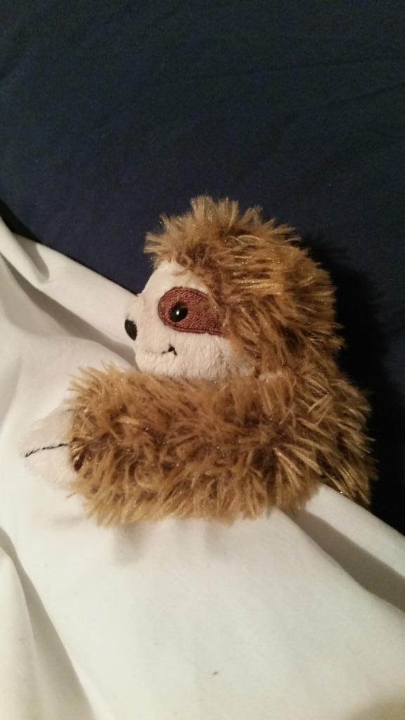 SquidgeOnTour's tweet photo. Soft Squidgy, warm Squidgy little ball of fur... #slothsleeping x http://t.co/kor7856dq0