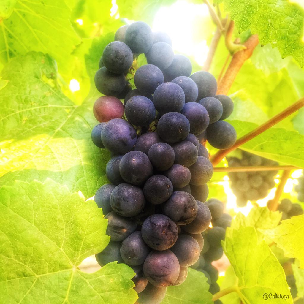 UberNV's tweet photo. It's a beautiful day in #NapaValley
🍷Cheers! Drive safe: #UberNV http://t.co/NFoIWBHXS0
