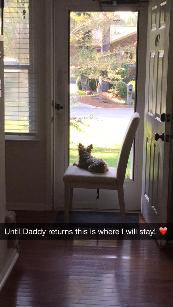 NCFoskey's tweet photo. #yorkie #cookiejean #ilovemydog #waitingfordaddy #woof #bark 🐾🐾 http://t.co/7HoE0LTVKq