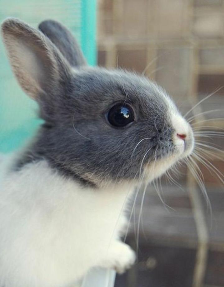 Cute pet bunny!
