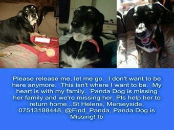 Please help Panda to get home!