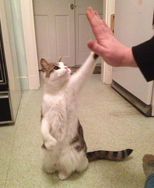 cat_bot_kr's tweet image. 오늘도 힘내라냥! 하이파이브!