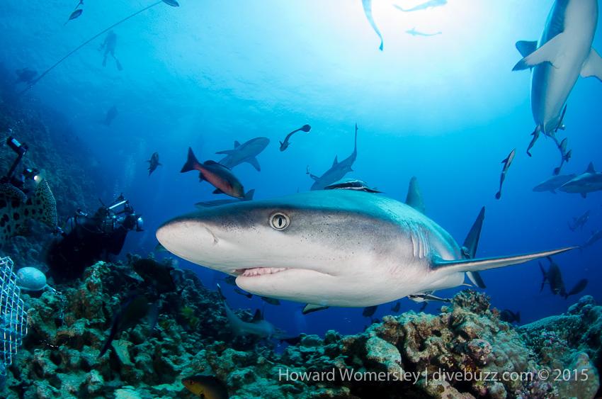 DiveBuzz tweet picture