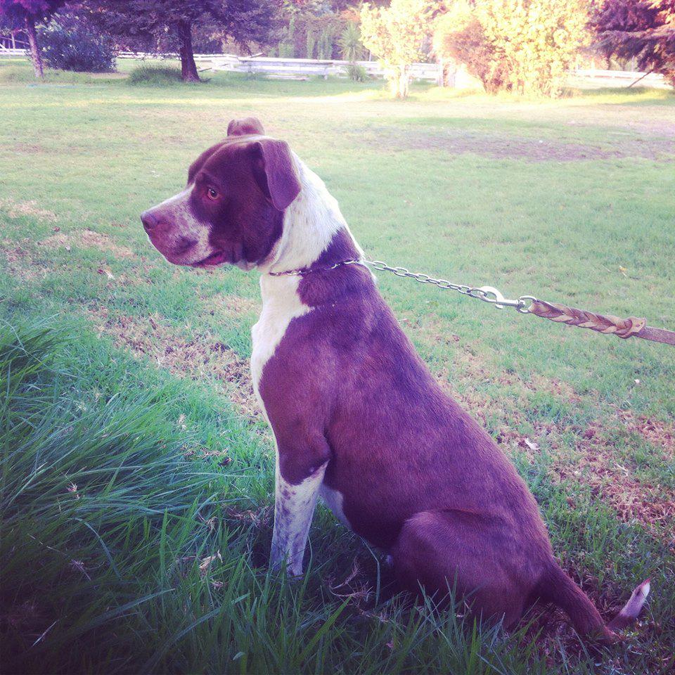 adogtamecl's tweet photo. #Adopta a Gary http://t.co/VZ4MiJElQt #adopción #adóptame #adogtame  #doglover #instadog #instaguau http://t.co/Xy74R5shIy
