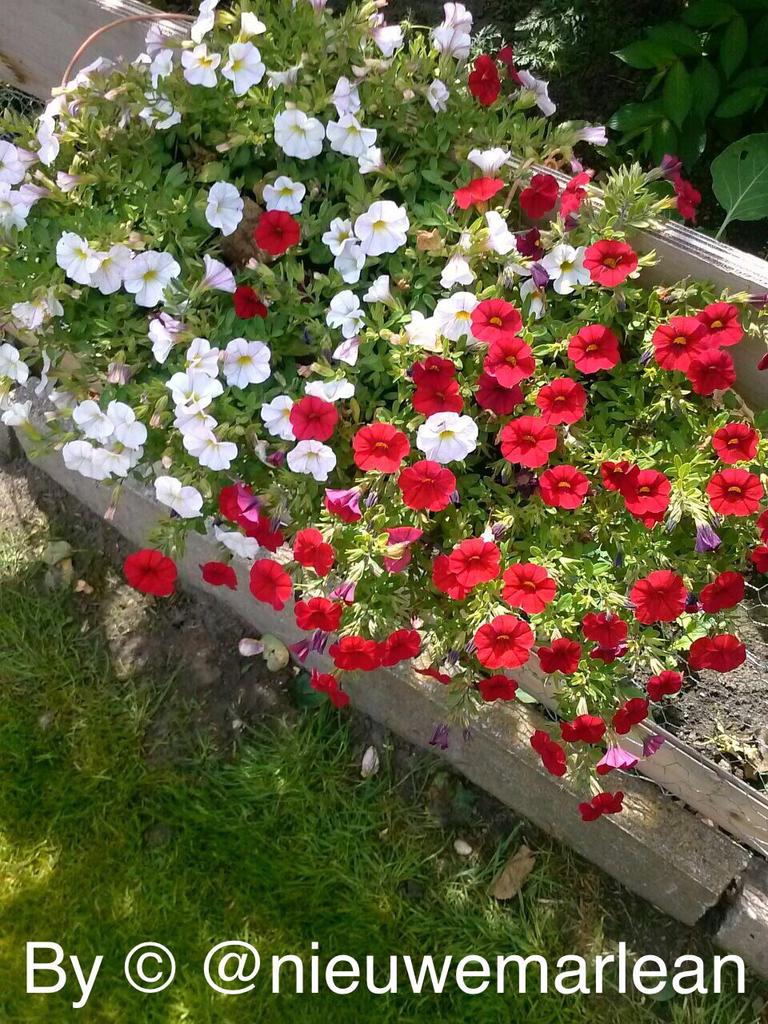 Some garden flowers.
