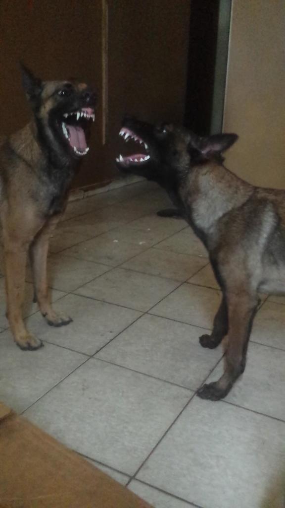 WorkingDogProbs's tweet photo. Smiles
#malinois #belgianmalinois #mal #k9 #germanShepherdsOnCrack #grr #whyWeCantHaveNiceThings #malinoisProblems http://t.co/zxjA1NVgf0