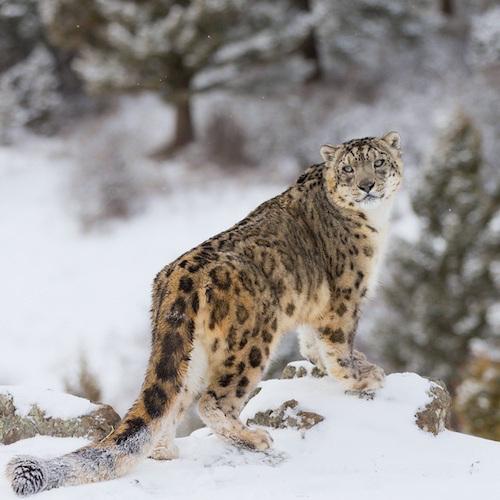 OutOfWild's tweet photo. A wild Snow Leopard. http://t.co/EfyQTvXMbL