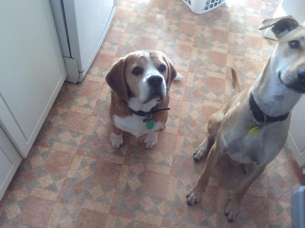Big win for the All Blacks! Must be time for big walkies.