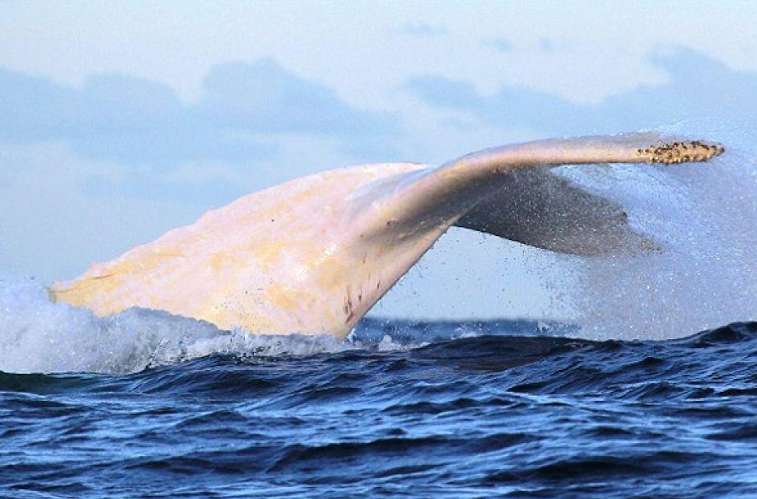 nmasforo's tweet photo. Ballena jorobada blanca 
FOTOS: http://t.co/OM29EvKxK3 http://t.co/V8QaYxHbpV