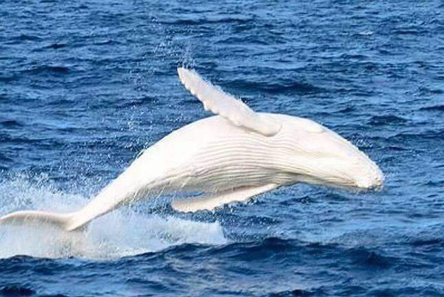 nmasforo's tweet photo. Ballena jorobada blanca 
FOTOS: http://t.co/OM29EvKxK3 http://t.co/V8QaYxHbpV