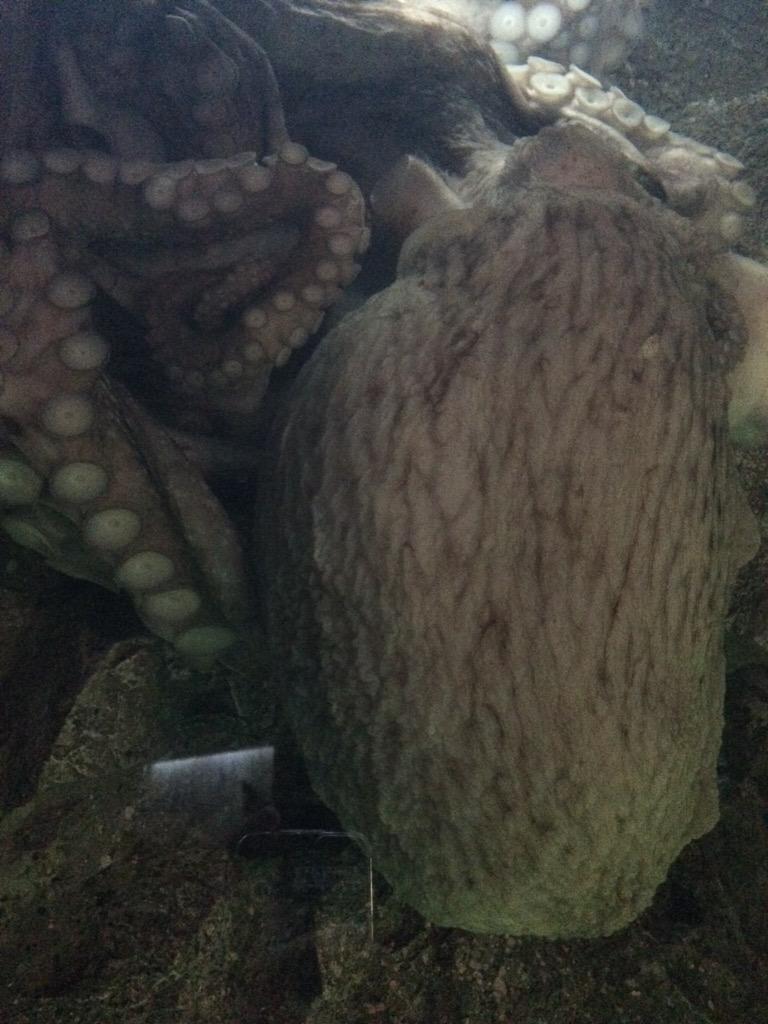 仙台うみの杜水族館公式 Pa Twitter Hiromendokusai ミズダコなので大きいです たこ焼きのタコはマダコかと 仙台うみの杜水族館公式 Pa Twitter Hiromendokusai ミズダコなので大きいです たこ焼きのタコはマダコかと