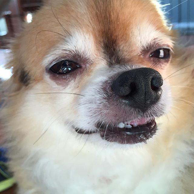 DecadentDogSD's tweet photo. "You can't see it in my photo but uncle Sammy is scratching my back and it feels sooooo go… http://t.co/05waIQ8JWA http://t.co/pVSe5mlIrD