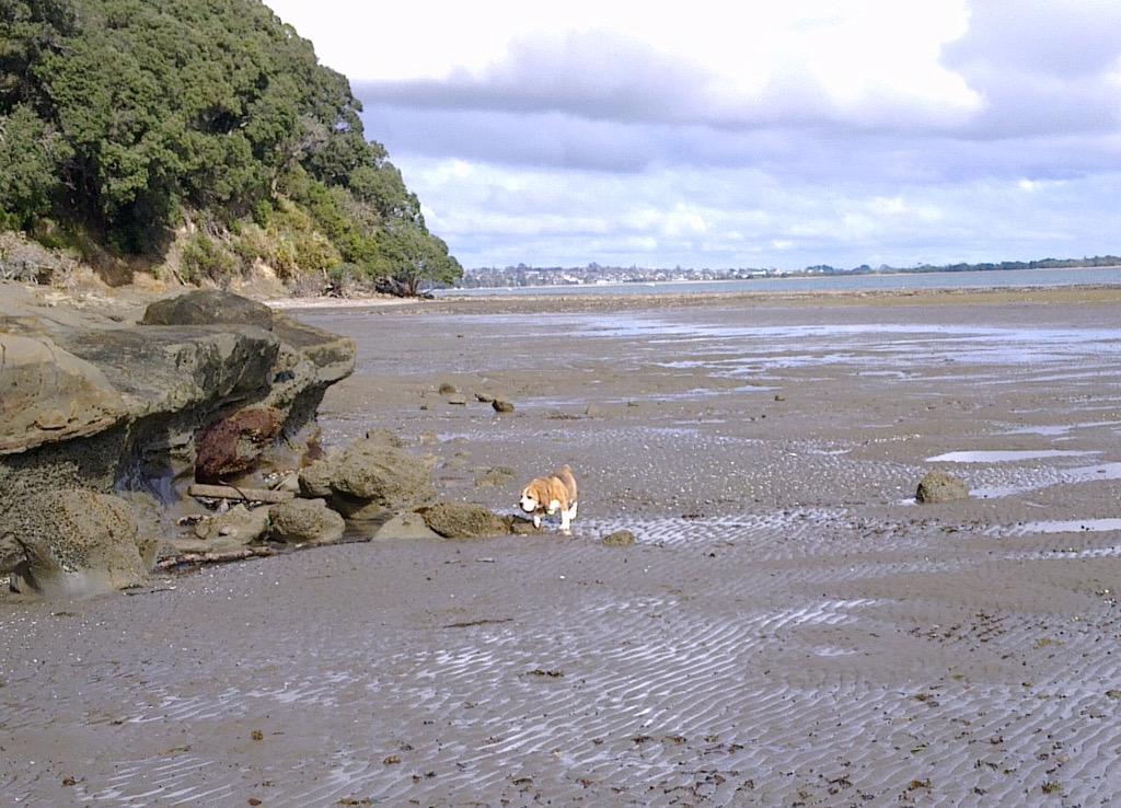 Loved my massive seaside beagle. Salty decomposing goodness.