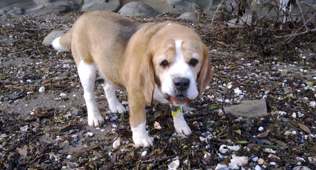It's amazing how much of the foreshore is actually edible!