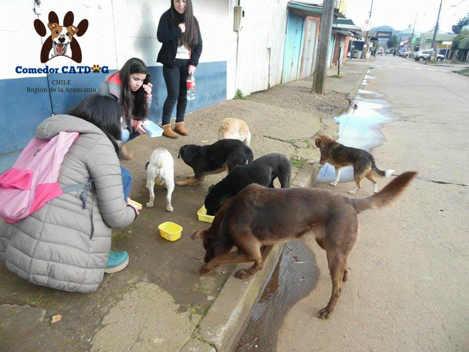 COMEDORCATDOG's tweet photo. Hoy alimentamos más de 50 perritos, gracias a todos quienes hacen posible esto, puedes realizar una #DONACIÓN http://t.co/Y02blqtu10
