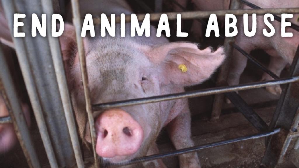 Matt_Dominguez's tweet photo. Dear #pork industry,

#MaybeYouShould stop abusing mother pigs! 

Sincerely,
Everyone http://t.co/9BeVzmJRKo