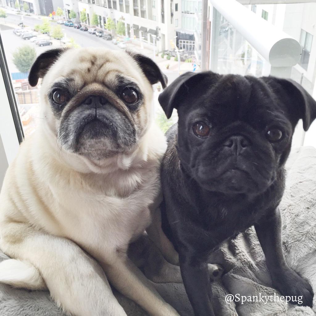 DarlaDPug's tweet photo. #ZSHQ Me &amp; bro left the Boston burbs to hunt zombs in da city of Nashville. I 👀 from my new zomb watchtower! http://t.co/w2k5lYZg0c