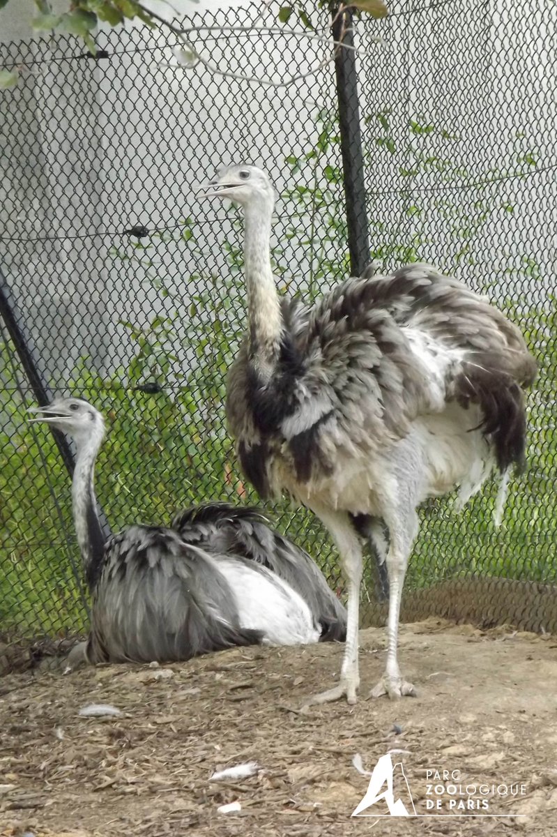 zoodeparis's tweet photo. Nous avons le plaisir de vous annoncer l'arrivée de 3 mâles #nandous d’Amérique (Rhea americana) ! #zoodeparis http://t.co/YtKPIiHm4o