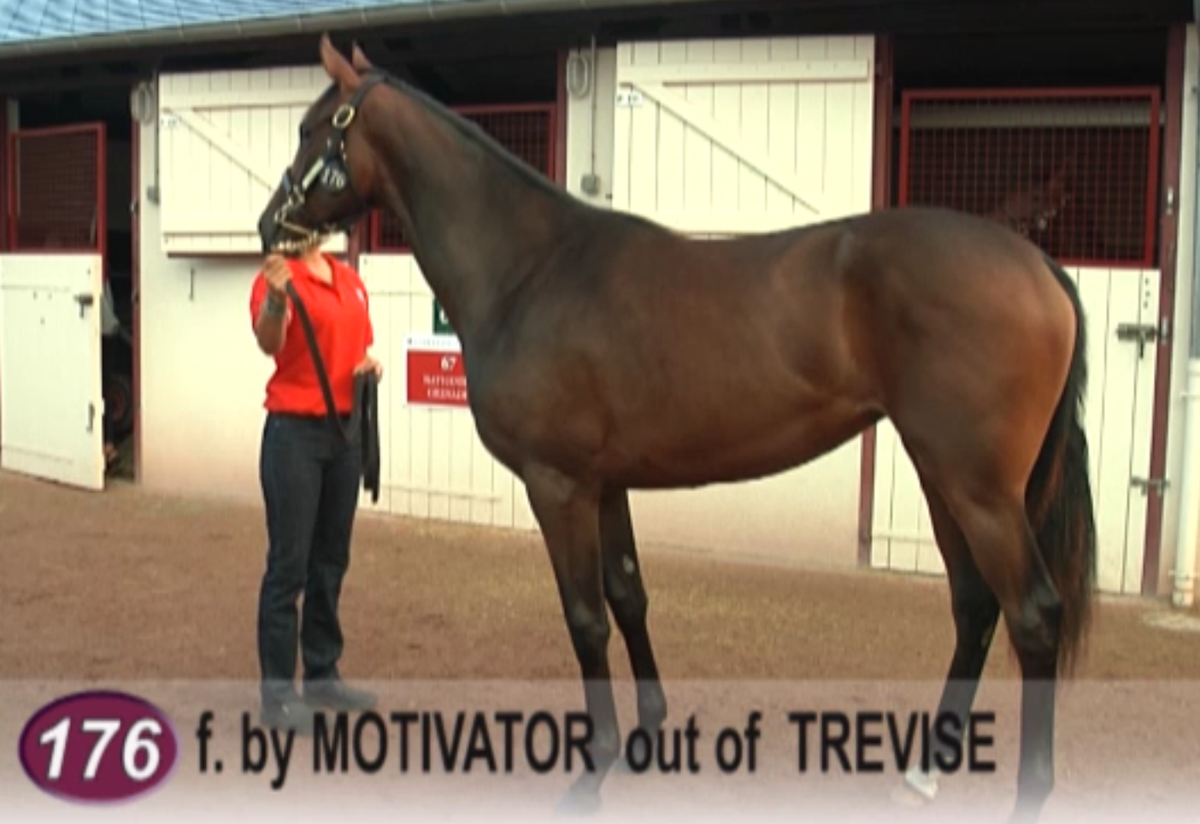 aobrienfansite's tweet photo. Treve's Full Sister goes under the hammer later this evening bound to be 1 Million Euro+ http://t.co/OoxPBTaohh