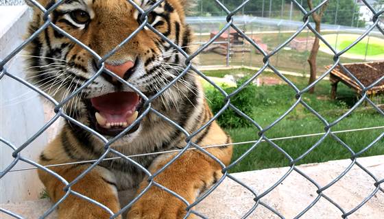 NBCNews's tweet image. Rescued tigers roam in luxury — "chill out rooms" and all — at former U.S. Army base nbcnews.to/1DWSay5