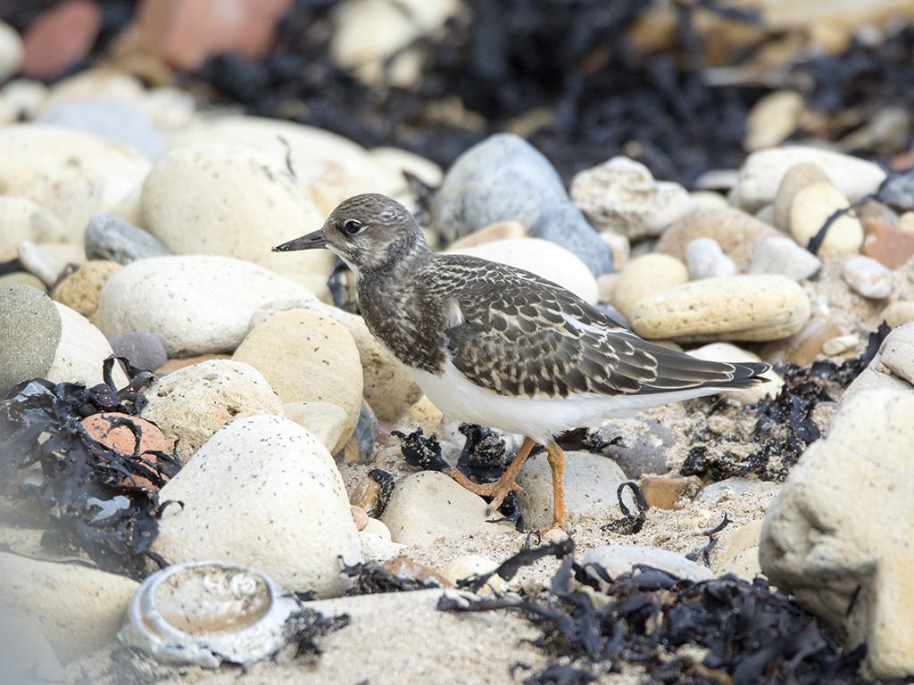 BrianSmrtyr1's tweet photo. @clevelandbirds Nice summer plumage Turnstone &amp; Juv at high tide Hartlepool Headland last night http://t.co/S1zyuV4dHT