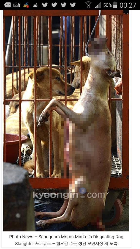 TERRIBLE SLAUGHTERHOUSE OF PETS #MoranMarket #SouthKorea #FightForThem ❗VIDEO koreandogs.org/hell-on-earth/