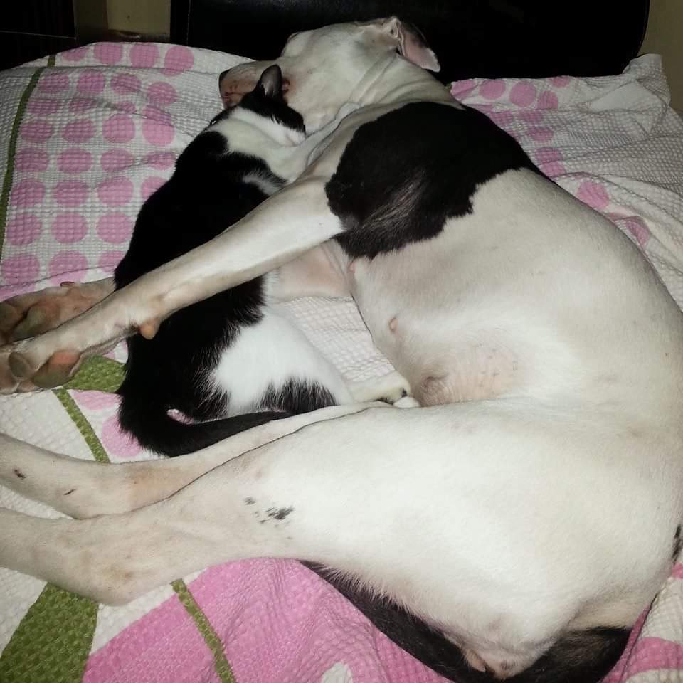 $ MAYA $ CAT 
#pitbulseverler 
#kotupitbulyokturkotusahipvardir 
#hayvanseverler 
#petistanbul 
#pitbulls