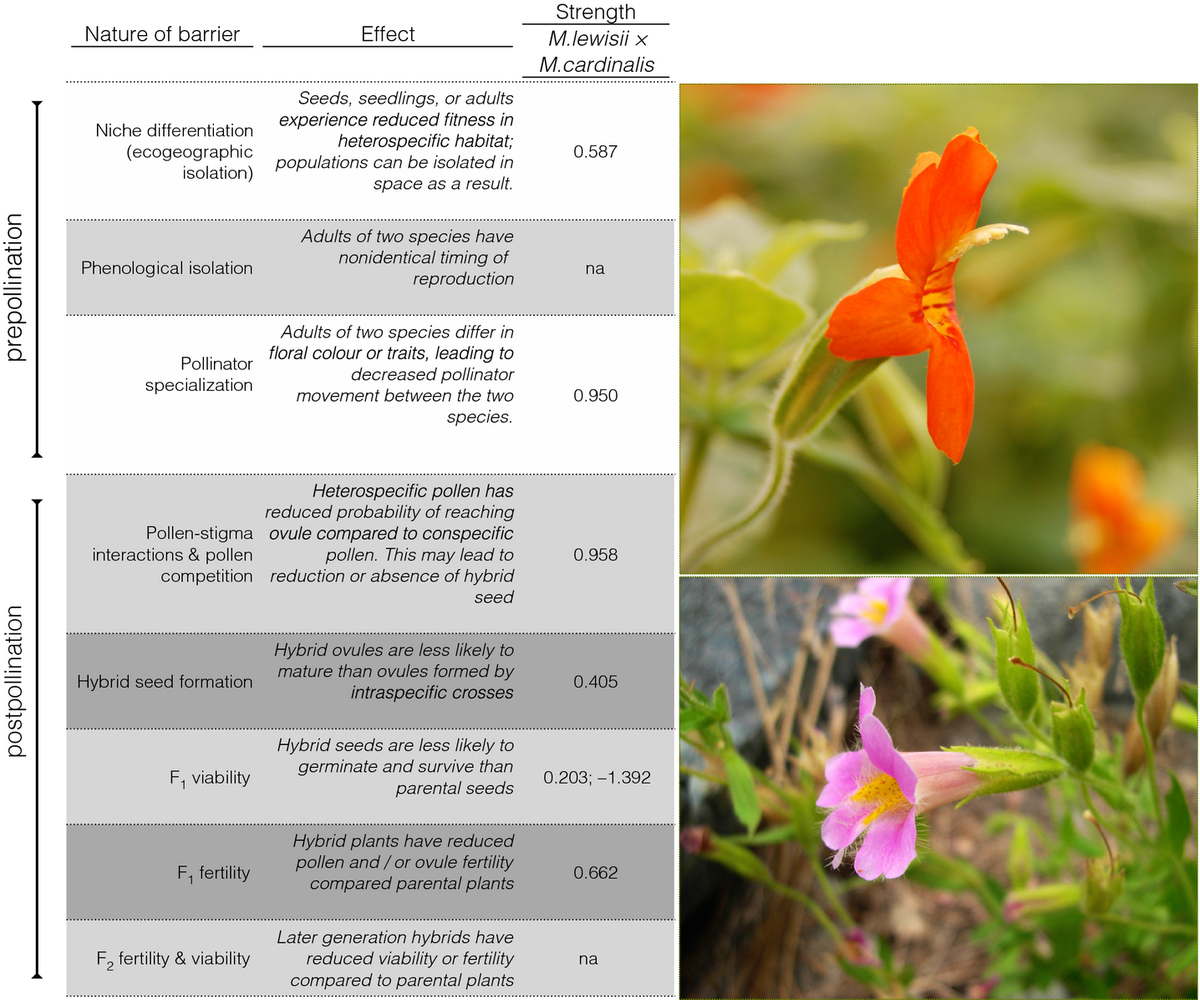 NewPhyt's tweet photo. The origins of reproductive isolation in plants #Tansleyreview http://t.co/PFaXGsFiSR http://t.co/xVFC8Wkw7I