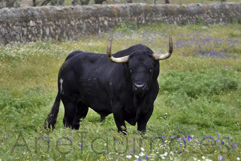 ArteTaurinoEs's tweet photo. Foto en el campo de "Rompesuelas", Toro de la Vega 2015 de @condecorte. Foto: Ayto. Tordesillas http://t.co/EN5gFCH2eb
