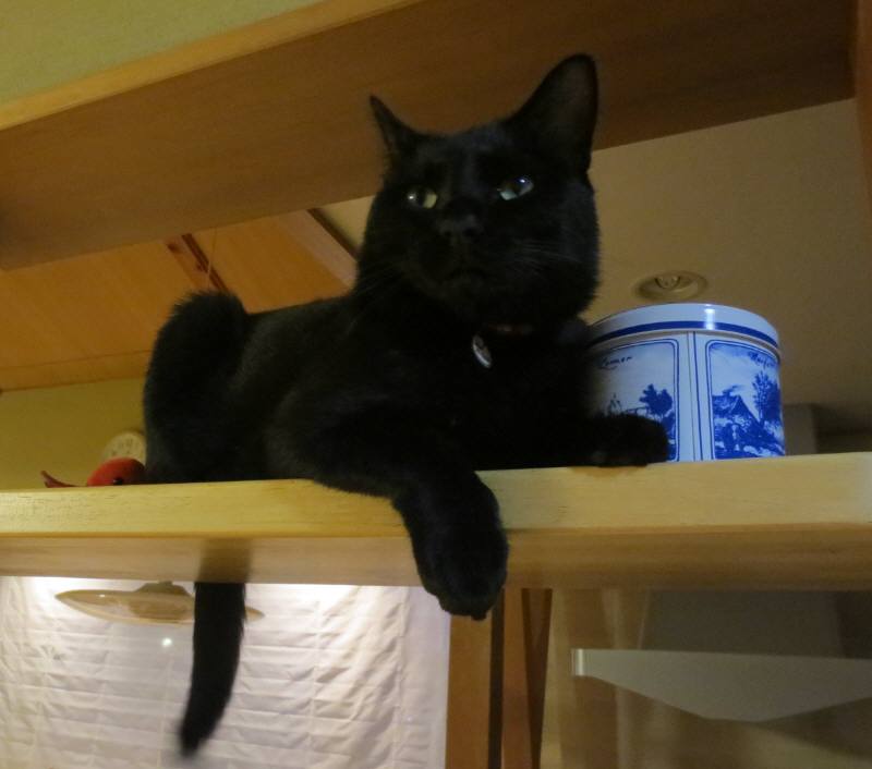 黒猫ちぃ もちもち堂 黒ごま＆ホイップ 251028 #のせ猫 #cat #cute #ねこ