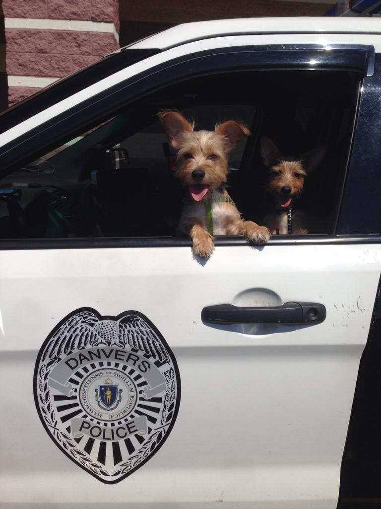 DanversPolice's tweet image. These 2 were rescued from a car today at @ShopLibertyTree With temps near 90, cracking a window is not enough