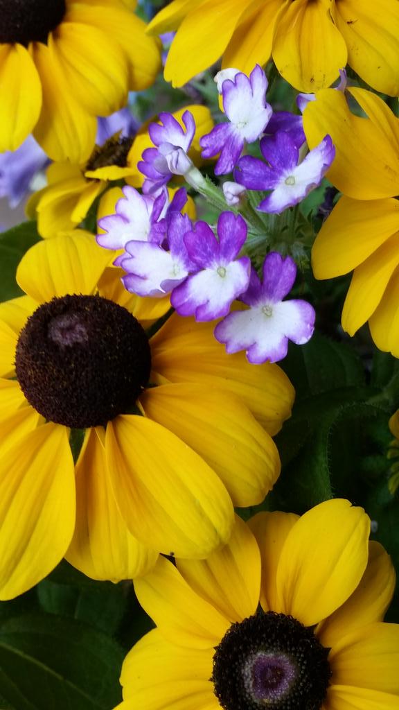 OregonBliss's tweet photo. Love the contrast in colors. http://t.co/CSxQ5scwGS