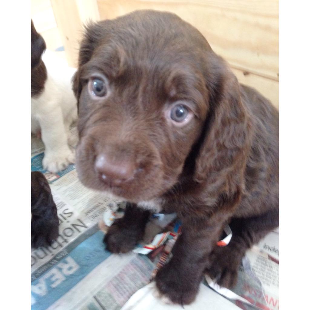 JessAlice_B's tweet photo. Two more weeks until she can come home 🐶💕 @OliverWood88 http://t.co/rDWUyFK0Zw