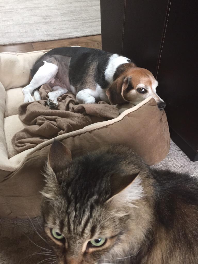 bonzi_boy's tweet image. We #vote for @beaglefreedom #UpgradeYourWorld
