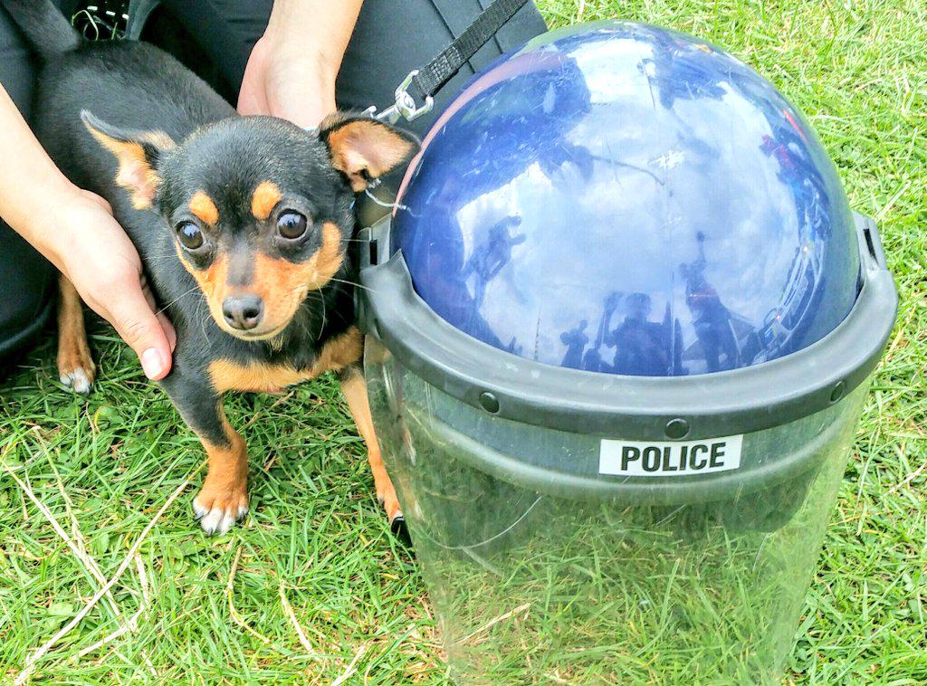 TVP_Wycombe's tweet photo. Wycombe's new recruit? #NeedsToGrow #P6739 http://t.co/ewcD5U3vQ0