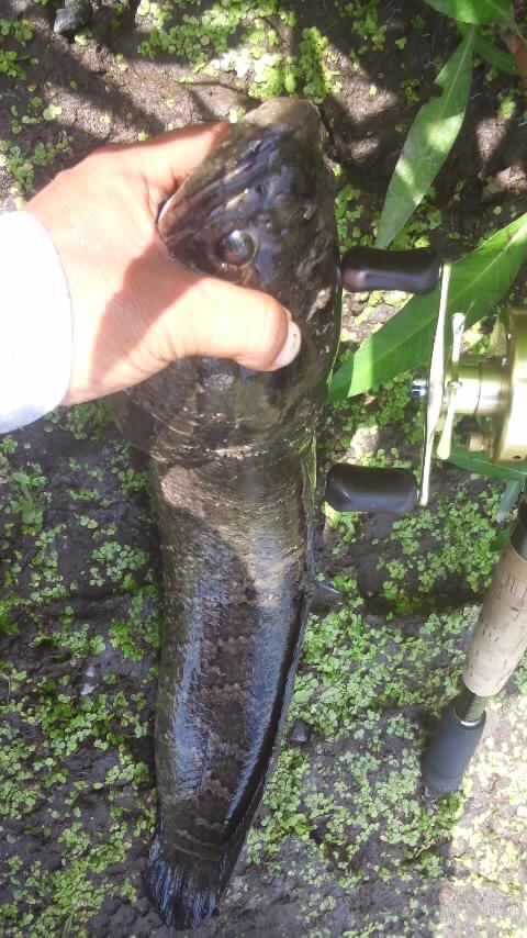 おーたパ 八郎潟と化女沼の合計 強 徹底してフロッグ 八郎潟は雨風大荒れ バスばっかりで迫力欠けた 化女沼は変わって雷魚のみ バスは最大51 O 雷魚は70オーバー O 最小記録50 Http T Co Ay3jupaehj