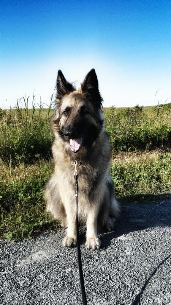 sarahrums's tweet photo. Such a lovely morning to go for an early morning stroll along the #AtlanticViewTrail @VisitNovaScotia @visiteastshore http://t.co/xnMOO40ZnD