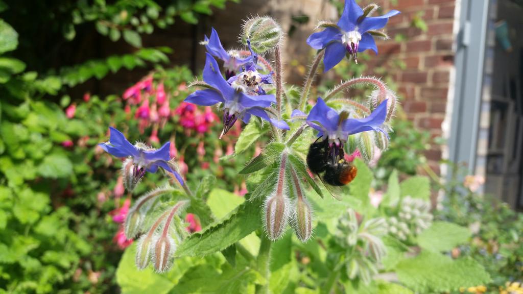 Grown from seeds planted a few weeks ago and feeding bees already! Beautiful Borage 🌱🌿🐝 #nofilter