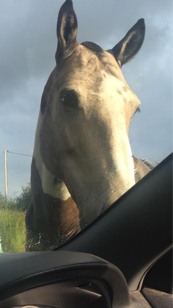 duskymooncb's tweet image. Can I come for the spin???