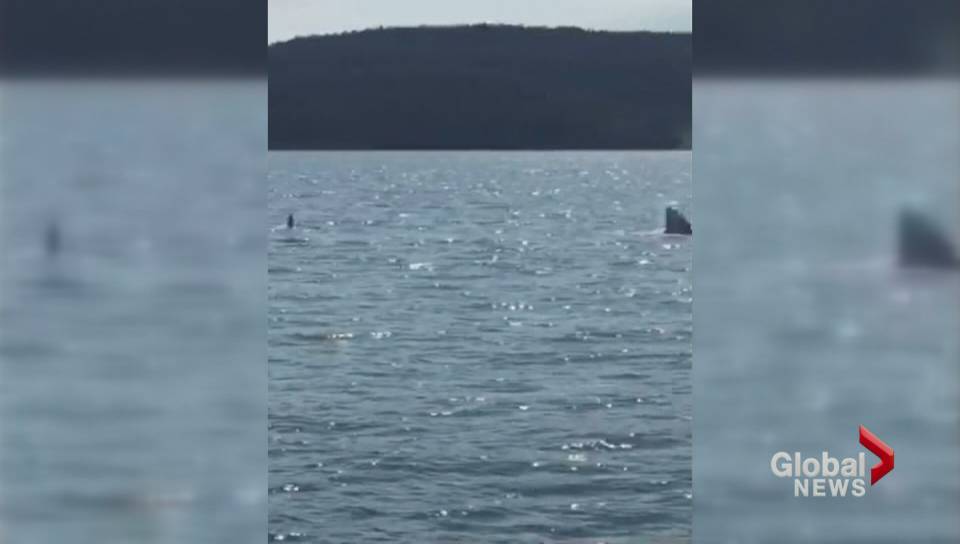 PRSC_BCLiberals's tweet image. RT @GlobalBC Seal jumps on B.C. couple’s dinghy to avoid being eaten by orca glbn.ca/QY3iN   #desolationsound