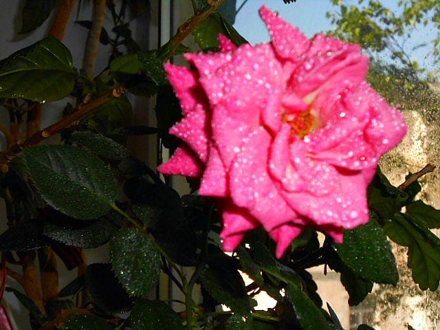 nadia_rum tweet picture