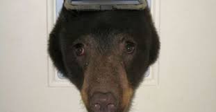 AGentlemanDog's tweet photo. A gentleman should never stick his nose in where it doesn't belong. http://t.co/si1db4Vk72 http://t.co/kqP7GZvsrf