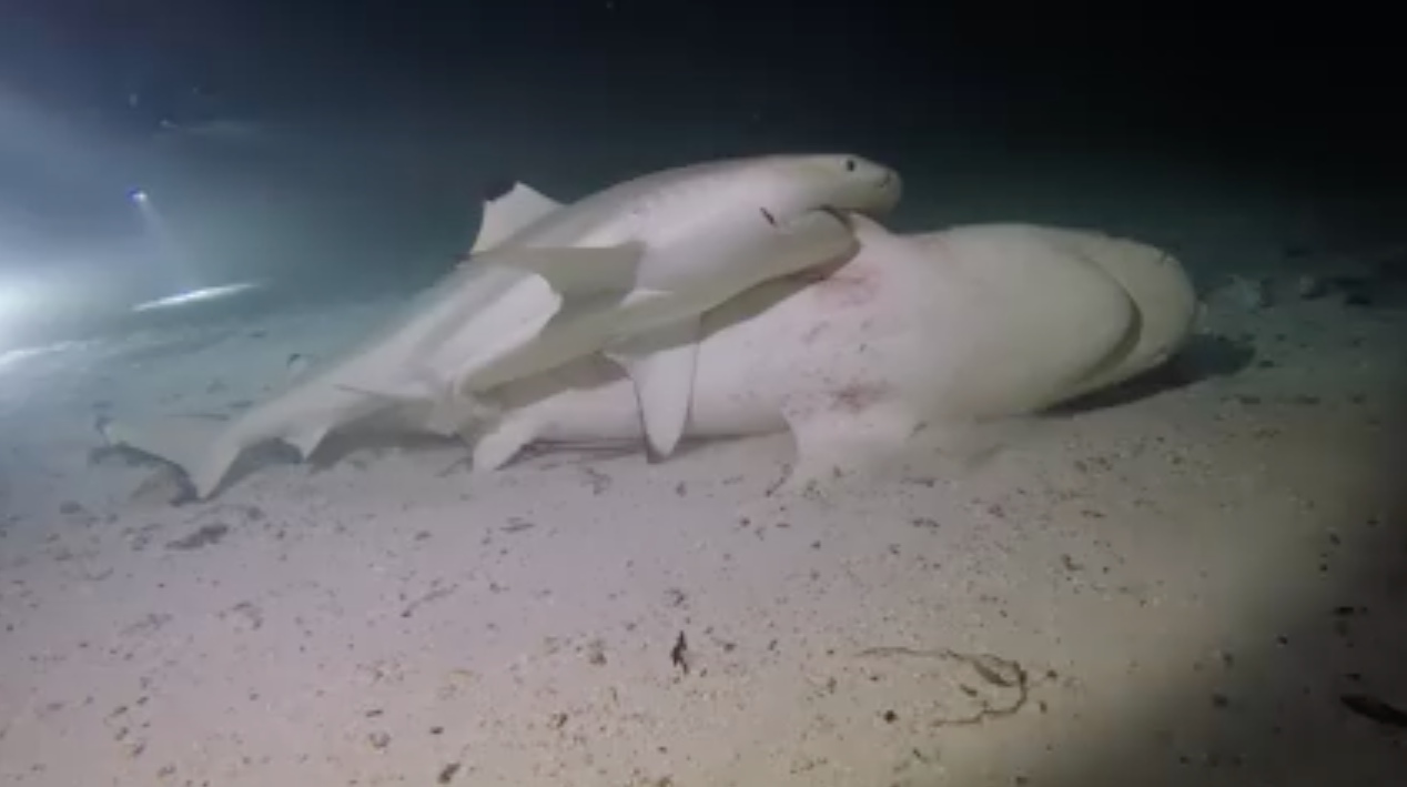 Christopher Bird on Twitter: "Great to capture #shark mating on camera