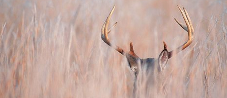 FieldandStream's tweet photo. Pattern late-summer bucks. http://t.co/wsHrGGdlp4 http://t.co/aEMwJoIs0s