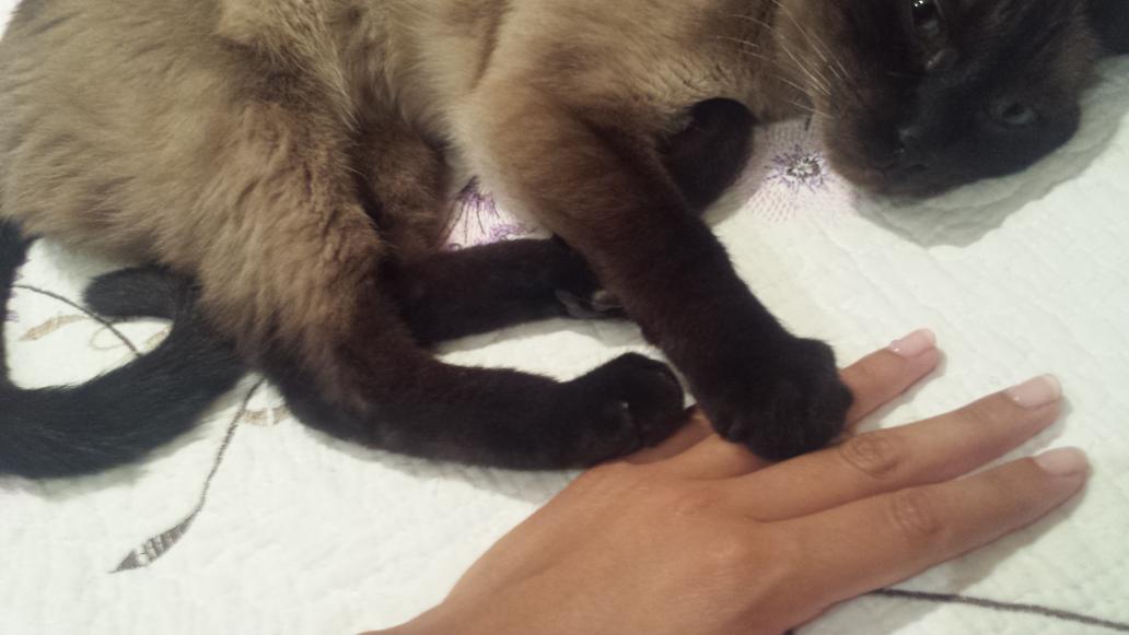 marta2martinez's tweet photo. 😷😍🐱 http://t.co/xznK4yzwIw