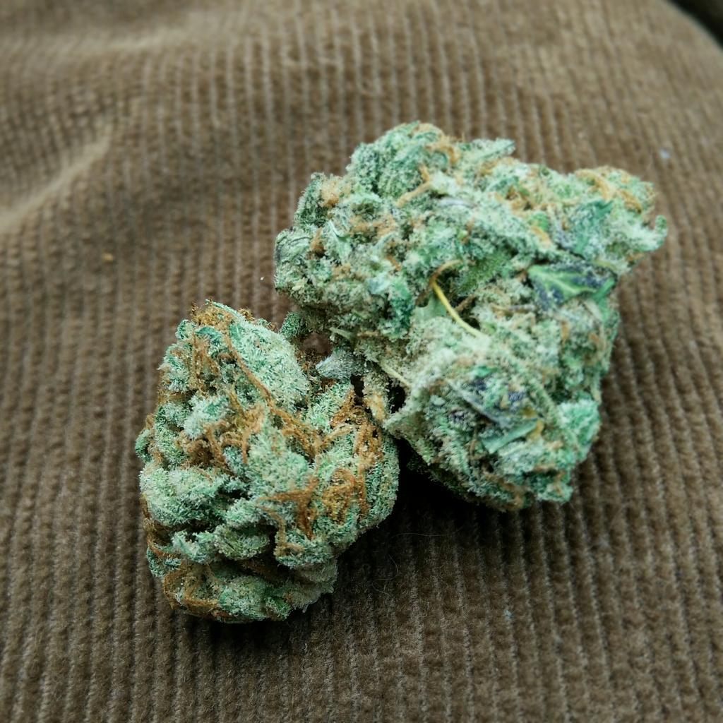 strainrobbers's tweet photo. #AlpineBlue
#cannabis #marijuana #weed #sativa http://t.co/FIBhqrpZAK