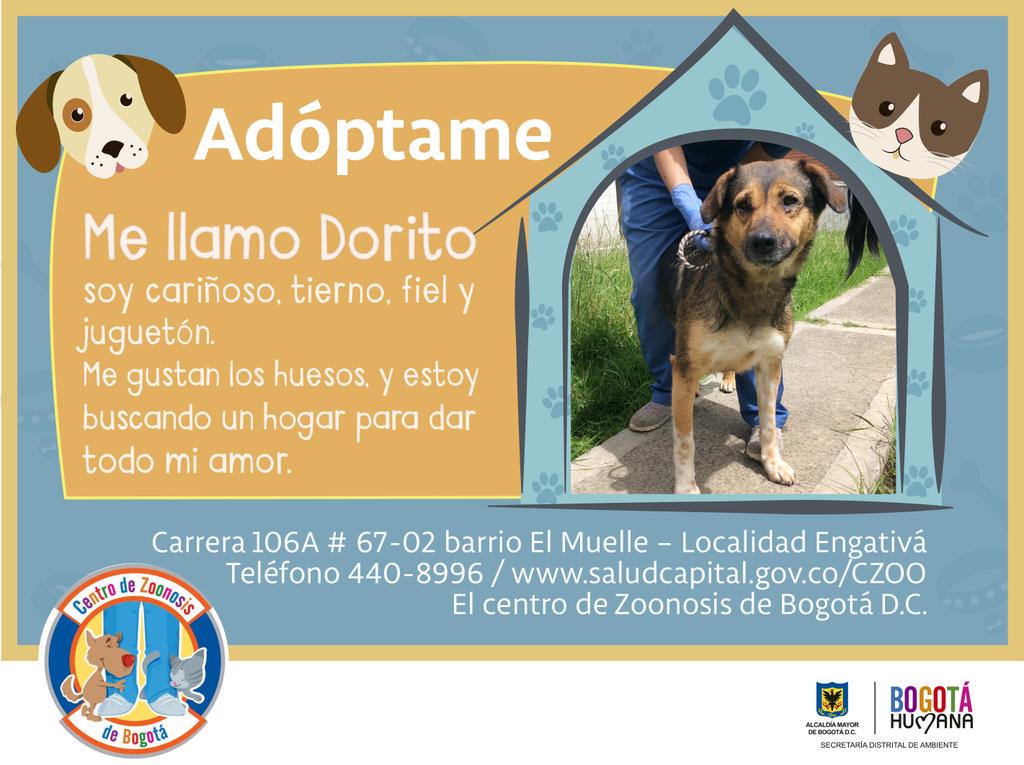 Ambientebogota's tweet photo. Hoy #Domingodeamor ve hoy por uno de estos lindos perros. #AdoptaUnPeludo. 📞🐶 4408996 http://t.co/6MYzQTyAye