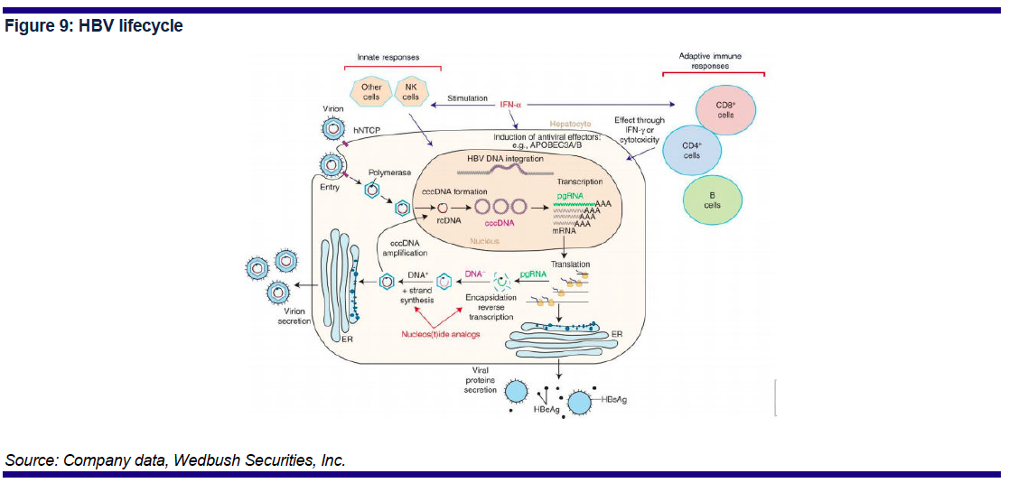 asclepiacap's tweet photo. HBV Lifecycle, Therapies in Development $ASMB $ABUS $ARWR $ISIS $ALNY $GILD $INO $ABVX #Replicor #SpringBank #Novira http://t.co/ddHWs78Frw