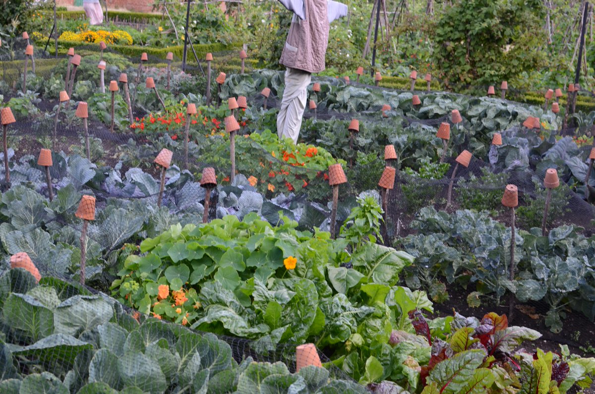 It'll soon be time to harvest all those pots at @NTCalkeAbbey Good crop this year.