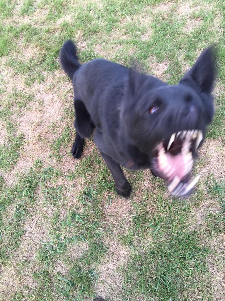 Gamekeeper10's tweet image. Wouldn&apos;t want to be the arm on the other side of these teeth #bitwork